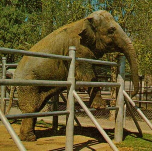 NOSEY-THE-ELEPHANT.jpg